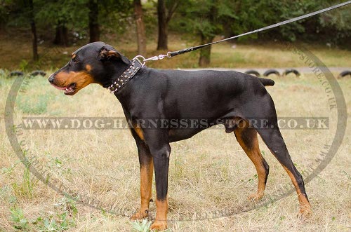 Doberman Leather Dog Collars
