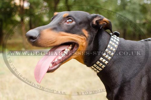 Doberman Leather Dog Collars