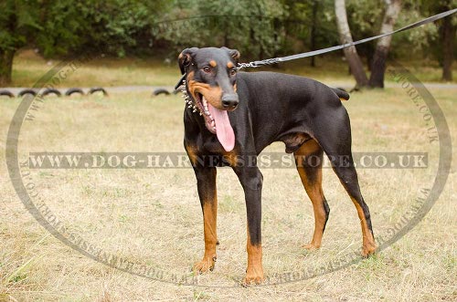 Doberman Pinscher with Spiked Collar