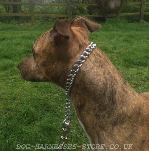 Dog Chain Link Collar