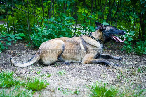 Dog Collar for Belgian Malinois