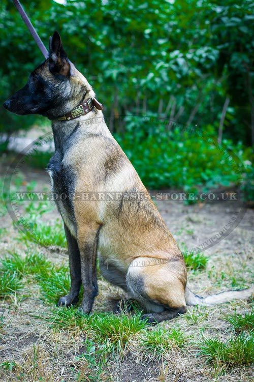 Dog Collar for Belgian Malinois