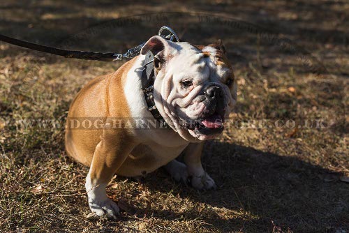 Dog Collar for Bulldog UK