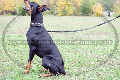 Dog Collar for Doberman