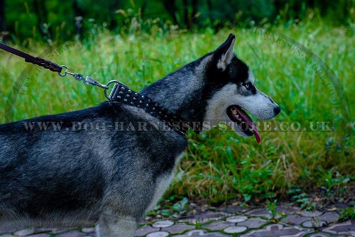 Dog Collar for Husky