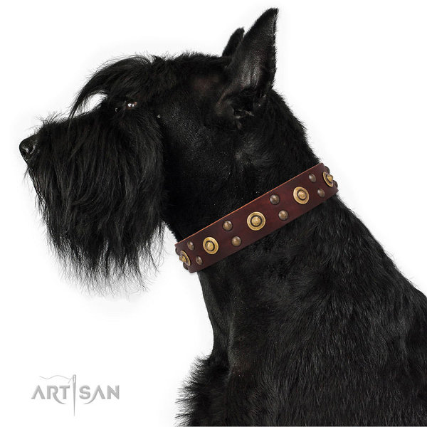 Dog Collar for Riesenschnauzer