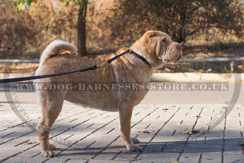 Dog Collar for Shar-Pei
