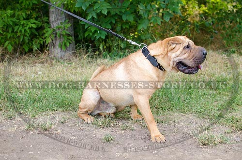 Dog Collar for Shar-Pei