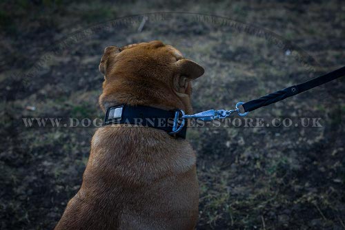 Dog Collar for Shar-Pei