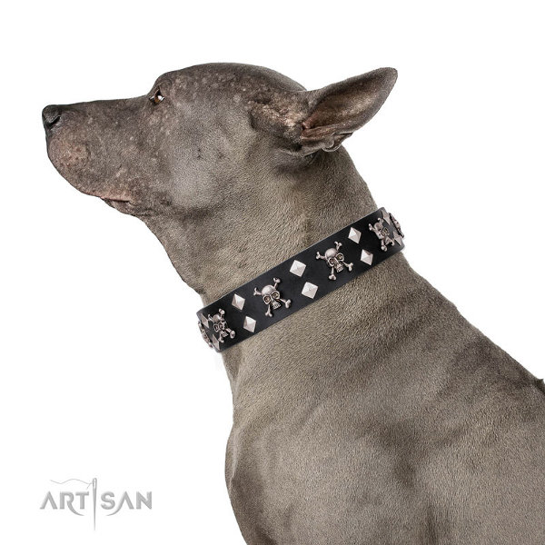 Dog Collar for Thai Ridgeback