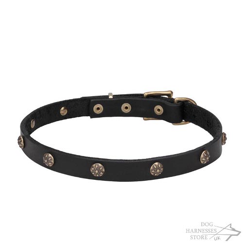 Dog Collar Trendy UK