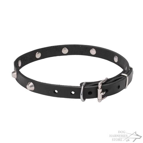 Dog Collar Walking UK