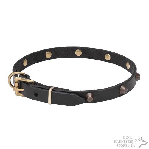 Dog Collar Walking UK