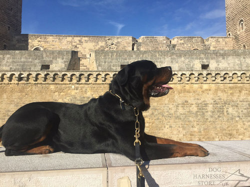 Dog Collars and Leashes for Rottweilers