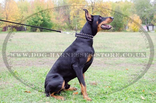 Dog Collars for Doberman Pinscher