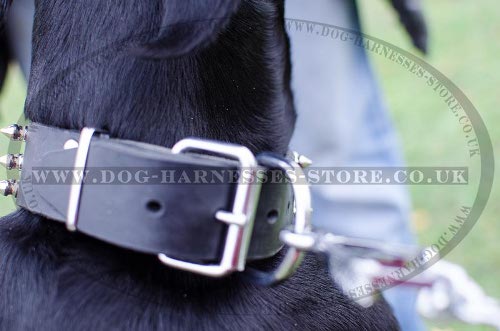 Dog Collars for Dobermans