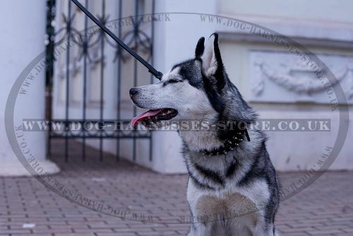 Dog Collars for Husky