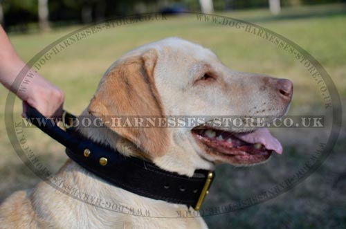Dog Collars for Labradors