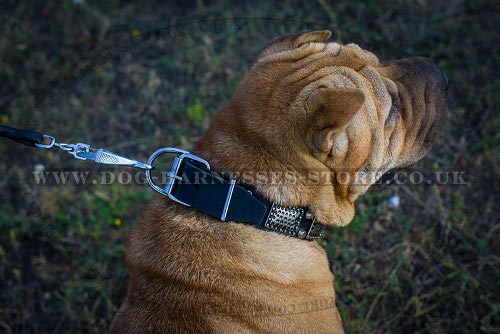 Dog Collars for Shar-Pei