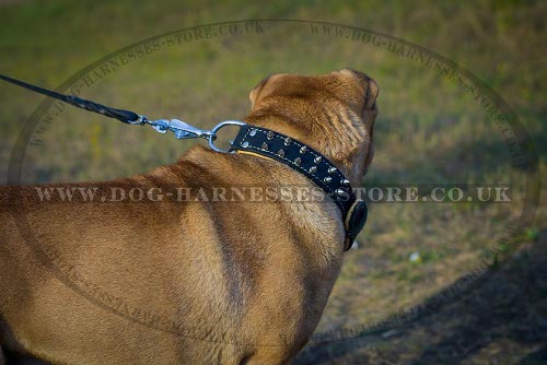 Dog Collars for Shar-Pei