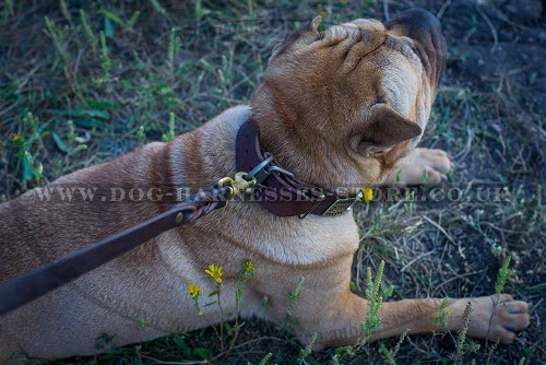 Dog Collars for Shar-Pei