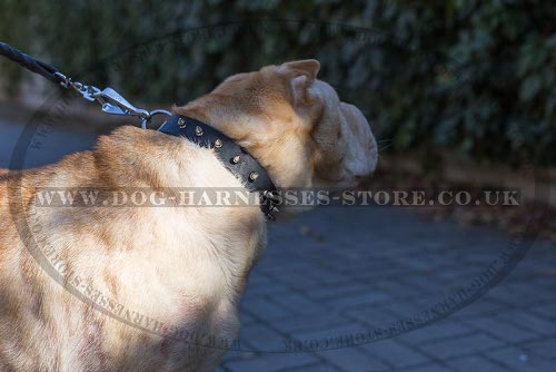 Dog Collars for Shar-Pei