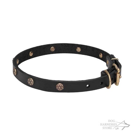 Dog Collars Trendy UK