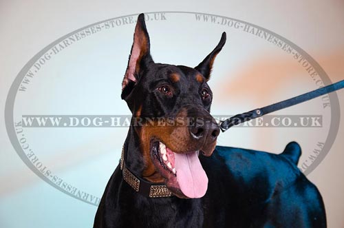 Doberman Collar