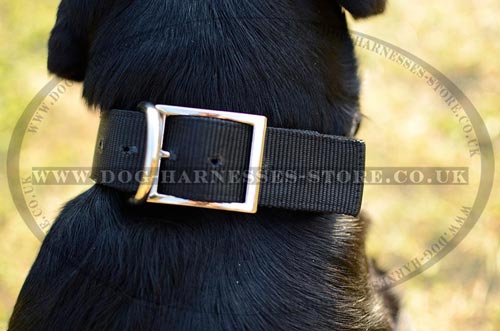 Cheap Dog Collars