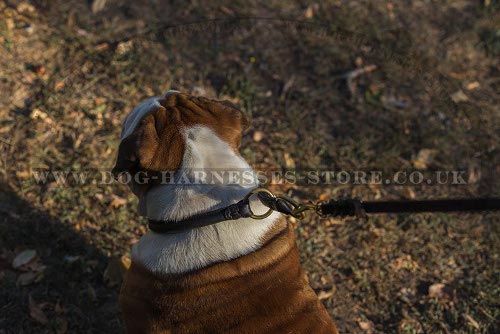 British Bulldog Collars UK