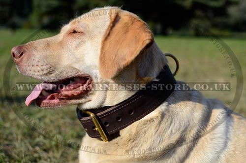 Double Thick Leather Dog Collar
