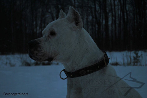 Dogo Argentino Collars