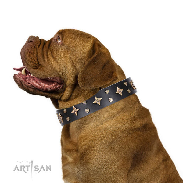 Dogue de Bordeaux Dog Collars UK