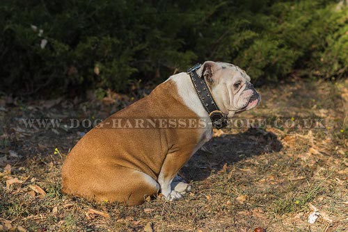 British Bulldog Collar