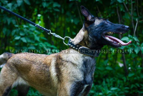 Belgian Malinois Collar