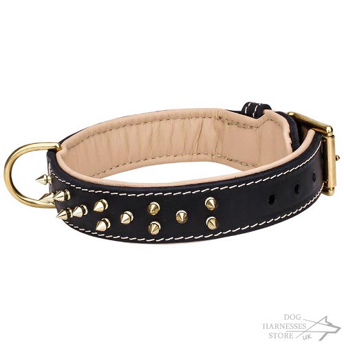 Padded Dog Collars UK