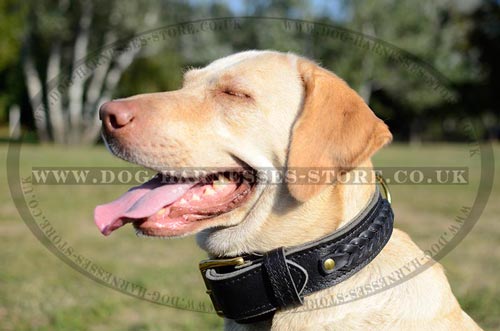 Wide Dog Collars UK