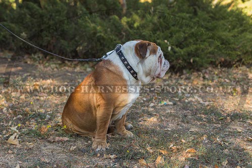 British Bulldog Dog Collars