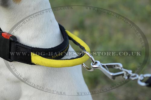 Nylon Dog Collar for English Pointer