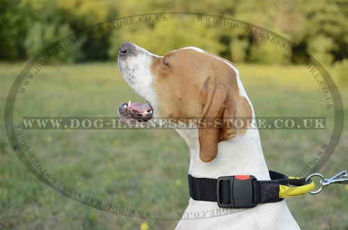 English Pointer Collars UK