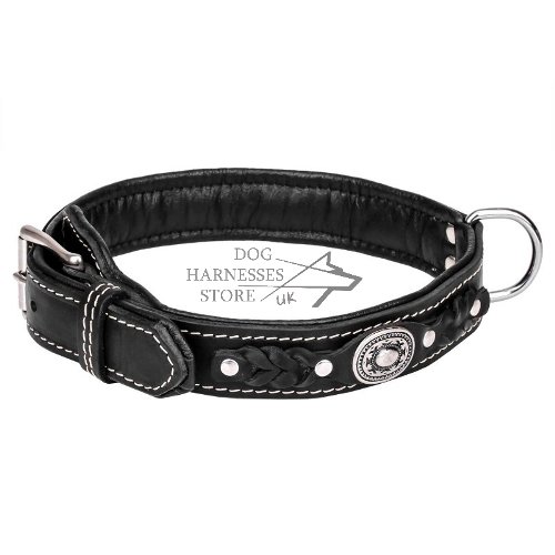 Exclusive Dog Collar