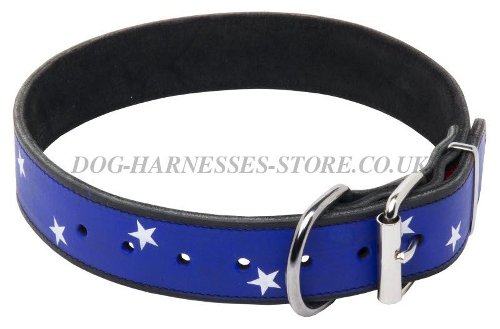 Exclusive Dog Collars