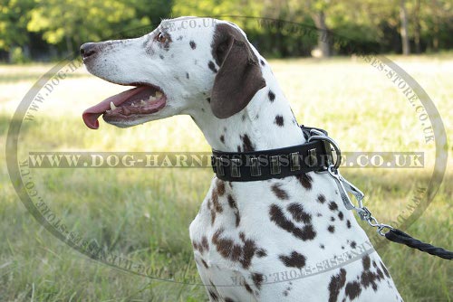 Dog Collar for Dalmatian