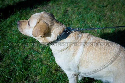 Labrador Collars