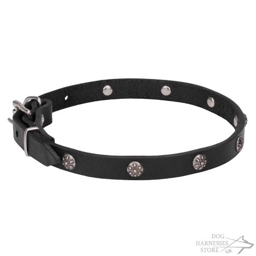 Fashion Designer Dog Collar UK