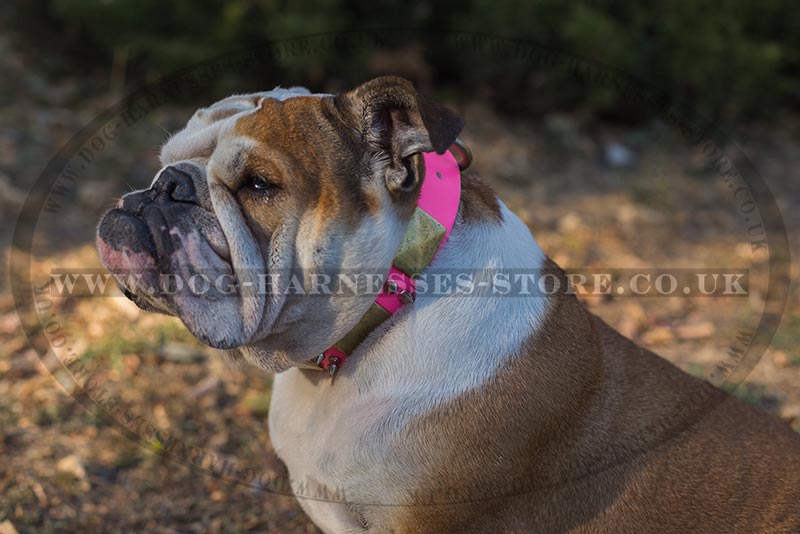bulldog collar