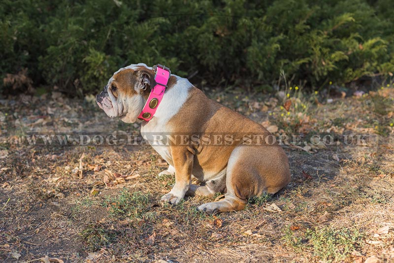 Pink Leather Dog Collar for British Bulldog ⚛ - £47.50 Pink Leather Dog Collar for British Bulldog ⚛ - £47.50
