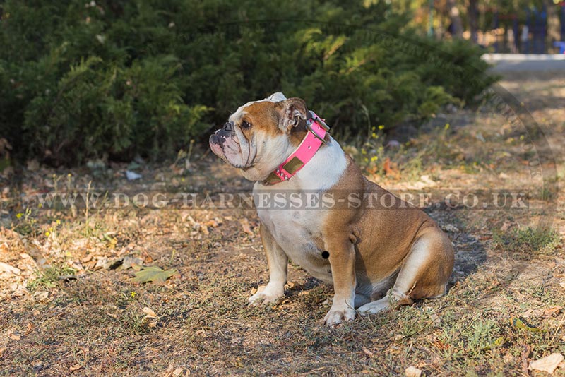 Pink Dog Collar For Female Bulldog 88 00