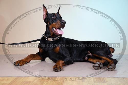 Dog Collars for Dobermans