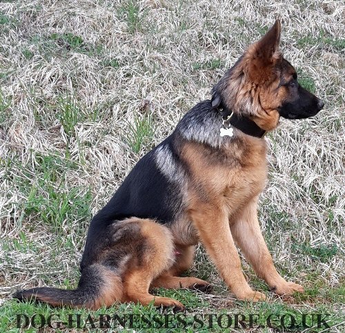 German Shepherd Collars for Sale